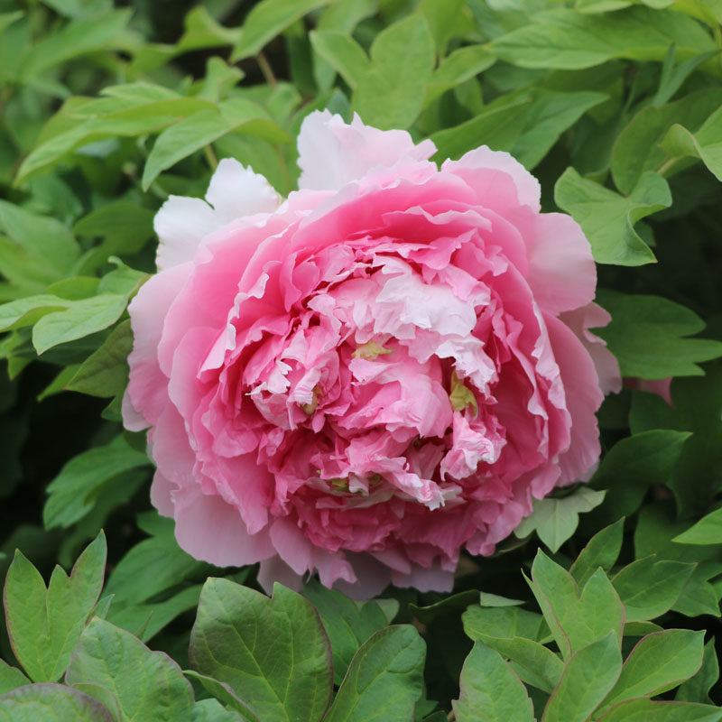 粉红色牡丹花苗 桃红飞翠