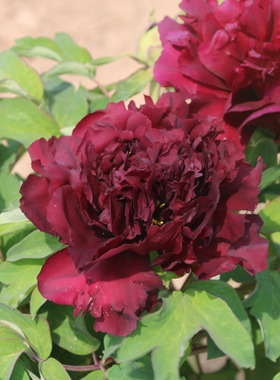 墨紫色牡丹花苗国产品种 趣味庭院阳台大花室内露台植物花卉