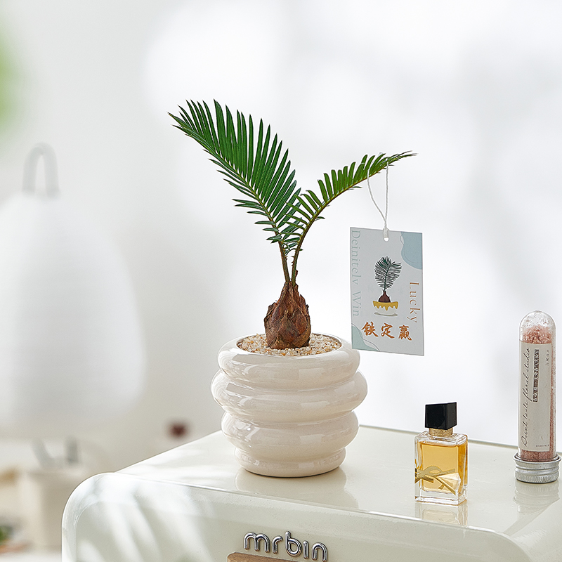 双叶铁树盆栽办公室桌面情绪植物