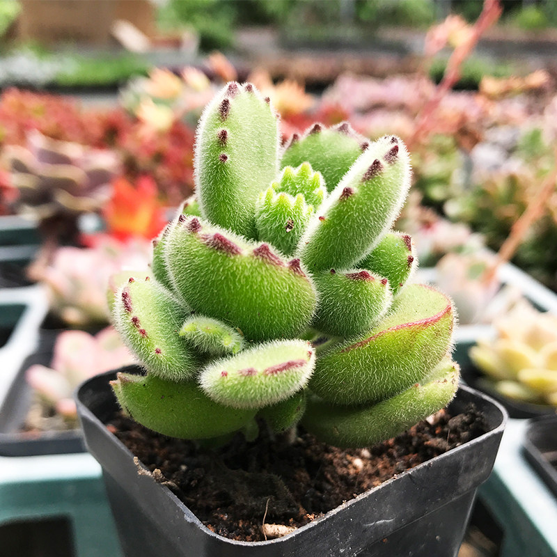 网友分享在meiguo.com的图片