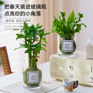 新品水培苔藓球植物玻璃瓶盆栽室内办公桌面解压绿植高级感好养花