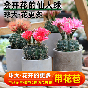 绯花玉仙人球开花品种带花苞仙人掌类多肉植物盆栽室内桌面防辐射