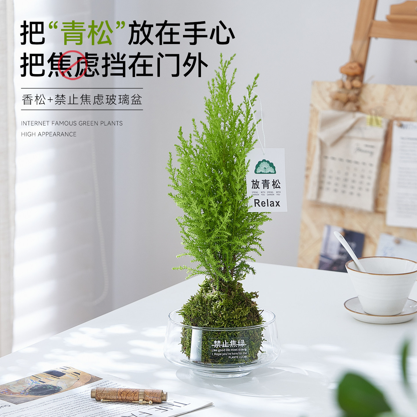 [放青松]小香松盆栽苔藓球水培植物办公室内桌面好养情绪绿植摆件