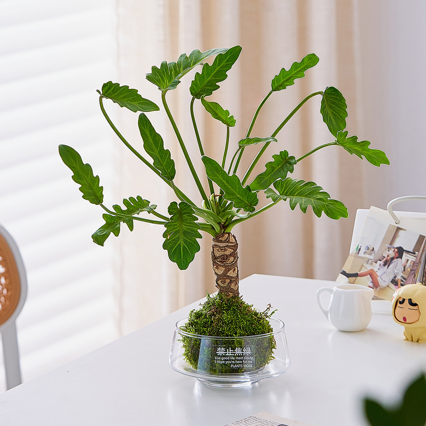 龙鳞小天使春羽盆栽苔藓球水培植物室内好养意境绿植多肉植物老桩