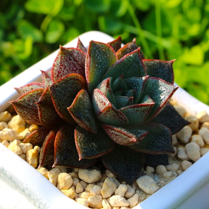 大合锦 大和锦 多肉植物 多肉 景天科办公室植物绿植创意花卉盆栽