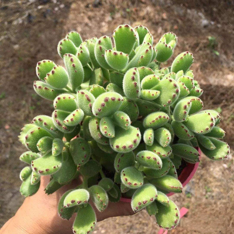 网友分享在meiguo.com的图片