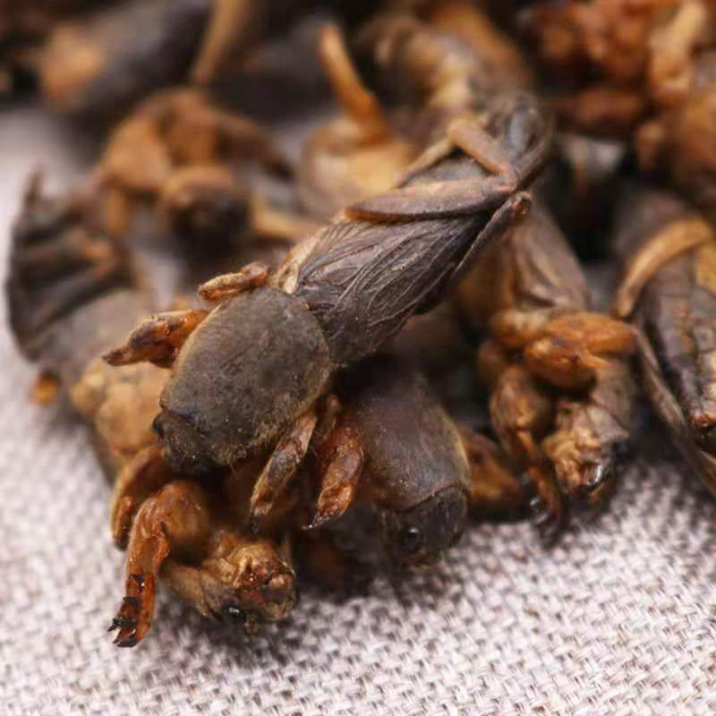 蝼蛄干粉蝲蛄拉蛄土地狗子昆虫类新生干500g包邮