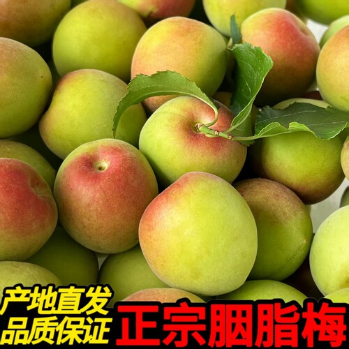 【回购品质】正宗胭脂梅泡酒更香