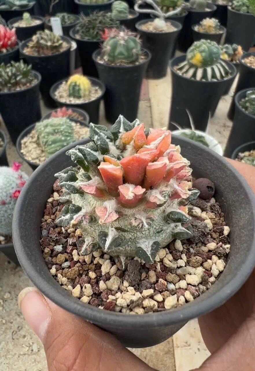 自根姬牡丹锦专拍仙人球多肉植物花卉绿植室内盆栽阳台四季好养