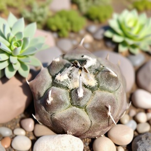 实生单刺娇丽仙人球多肉植物花卉绿植小盆栽室内盆栽阳台四季好养