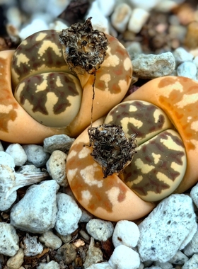 双头黄色丽虹玉多肉植物生石花母本花卉绿植小盆栽园艺室内石头花