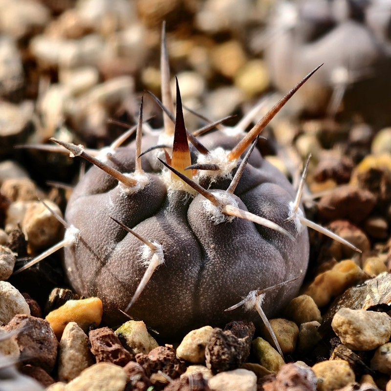 实生豪刺摩天龙仙人球裸萼多肉植物花卉绿植室内盆栽阳台四季好养,鲜花速递/花卉仿真/绿植园艺,多肉植物,淘宝优惠券,粉丝福利购,淘宝优惠卷