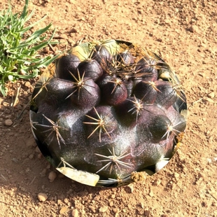KK紫肌松凤玉仙人球龙爪多肉植物花卉绿植室内盆栽阳台四季好养