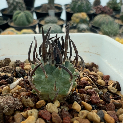 实生直刺升龙丸