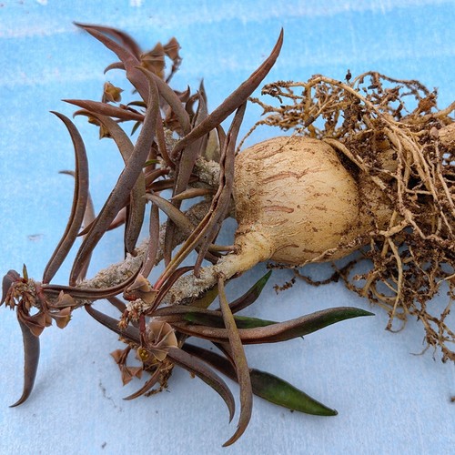 青青花草阳台好养多肉麒麟块根