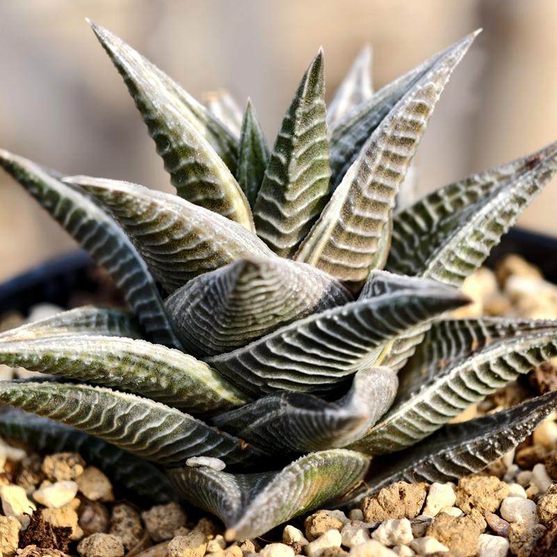 大棵琉璃殿白锦硬叶十二多肉植物
