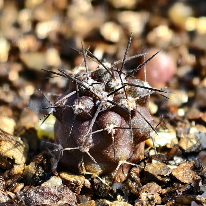 实生龙爪玉KK247C.coquimbana仙人球龙爪多肉植物花卉绿植阳台养
