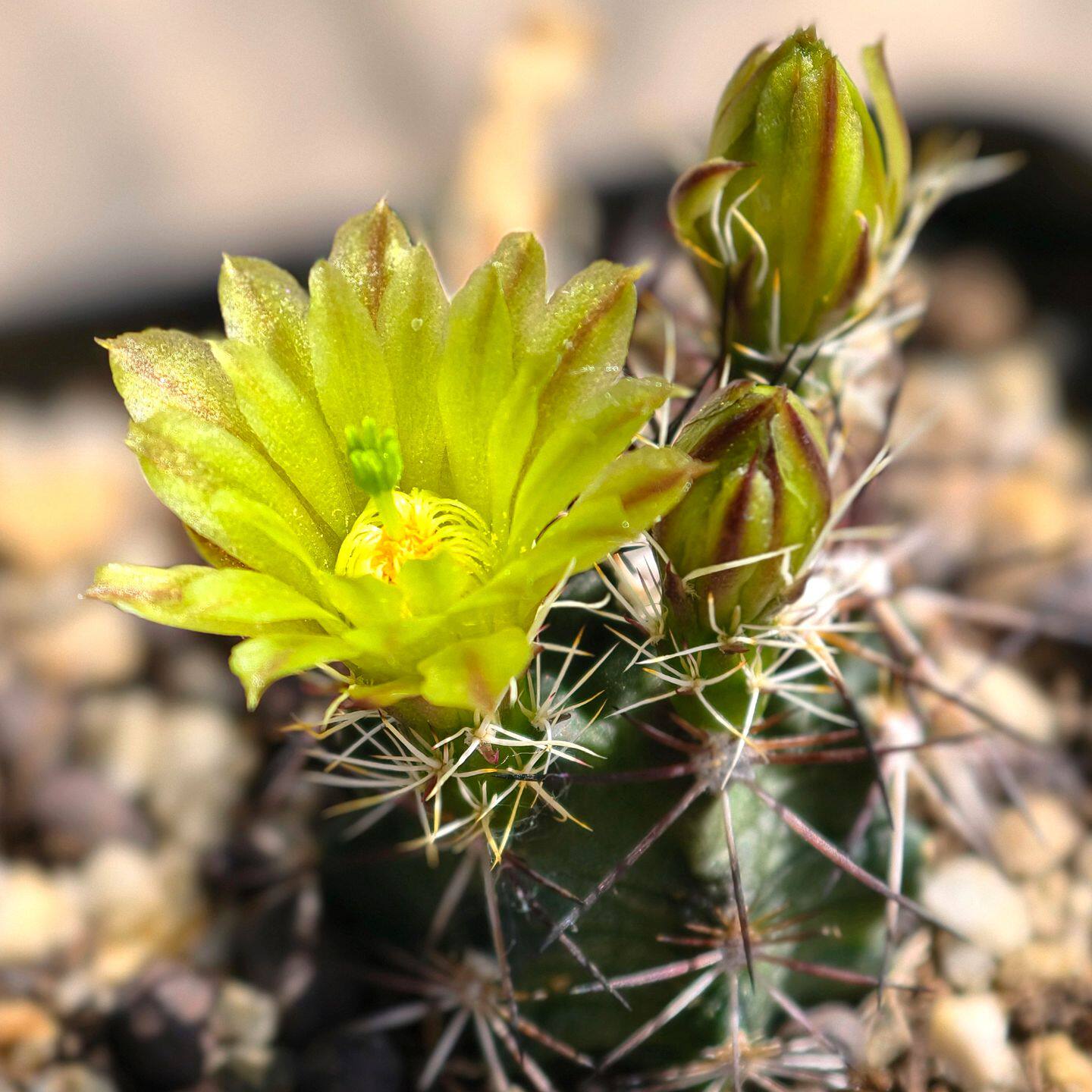 实生达氏青花虾仙人球多花多肉植物花卉绿植室内盆栽阳台窗台好养