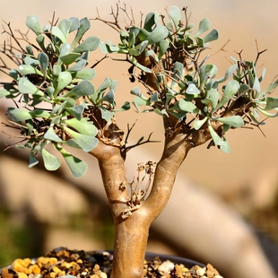 冬型种块根黑鬼殿多肉植物菊科造景花卉绿植室内盆栽阳台四季好养