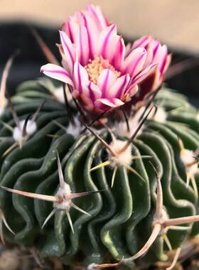 实生阳台好养绿植多棱玉