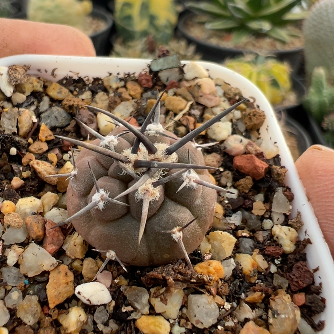 实生优选粗刺守金摩天龙