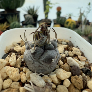 实生上蜡紫娇丽