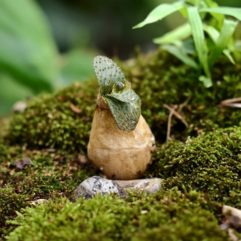 实生刺叶灯台百合冬型种块根石蒜