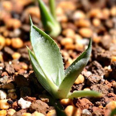 龙舌兰曲刺阳台多肉植物