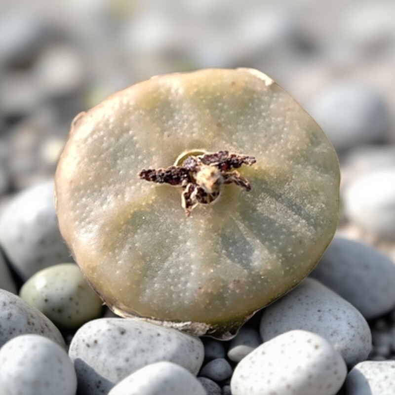 烧卖肉锥单头方烧圆烧多肉植物花卉绿植室内盆栽阳台桌面四季好养