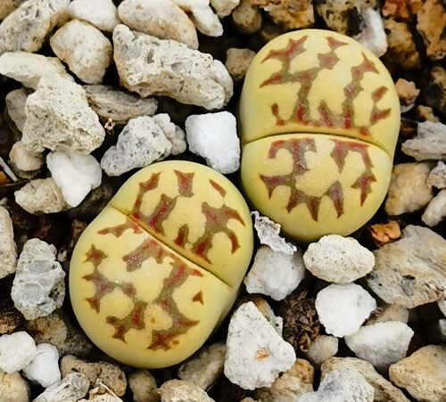 多肉植物石头花