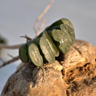 白花实生玉扇十二卷多肉植物百合科花卉绿植室内盆栽阳台四季好养