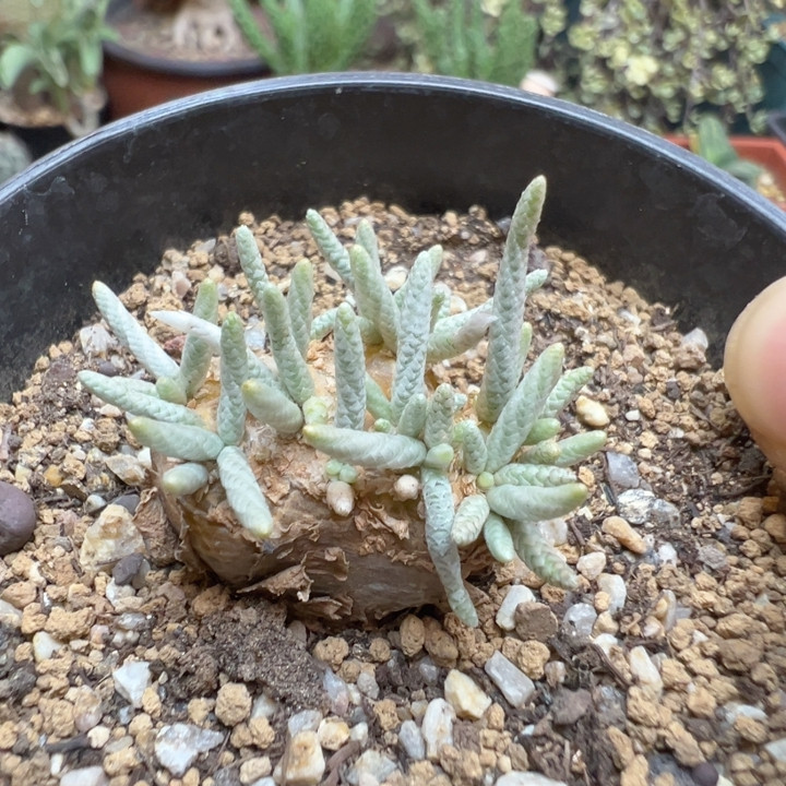 红花韧锦
