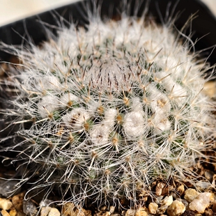 实生雪顶长毛玉翁仙人球黑刺多肉植物花卉绿植室内盆栽阳台好养