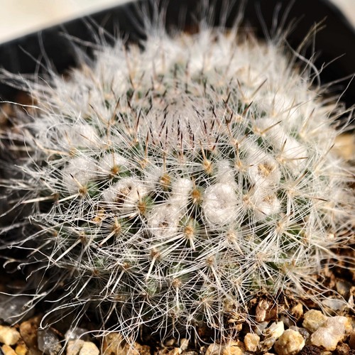 实生雪顶长毛玉翁仙人球黑刺好养