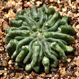 自根精子球小蝌蚪仙人球多肉植物花卉绿植室内盆栽阳台四季好养