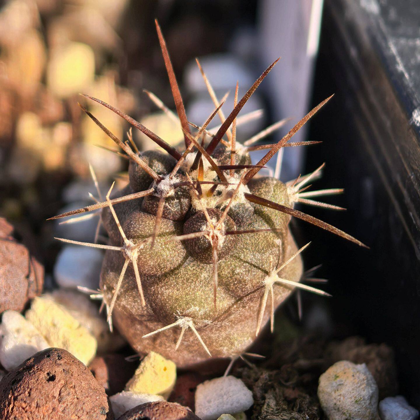 实生龙爪球Copiapoa baderi巴德利仙人球多肉植物花卉绿植室内养