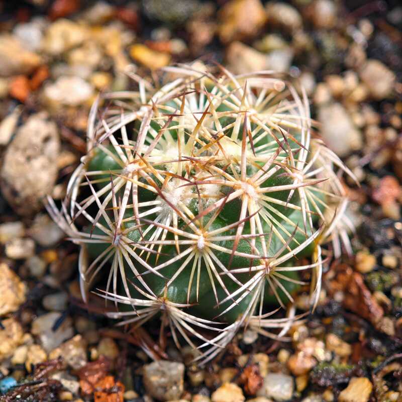 奋迅顶花球属室内盆栽多肉植物