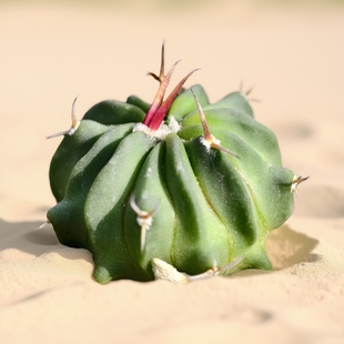 强刺实生红刺龙剑丸仙人球多棱球花卉绿植室内盆栽阳台四季好养