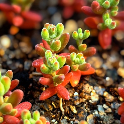 实生红宝石枝干番杏多肉植物花卉绿植盆栽室内阳台窗台好养不带土