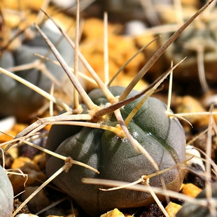 实生渡边光琳玉仙人球强刺裸萼多肉植物花卉绿植室内盆栽阳台好养