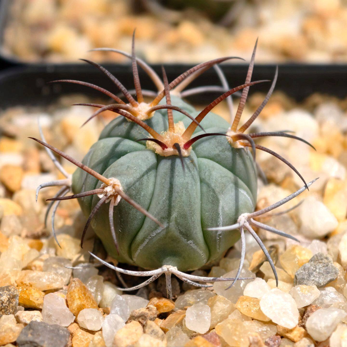 实生花王平丸狂刺仙人球金琥多肉植物花卉绿植室内盆栽阳台好养