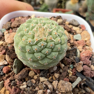实生密刺菊水