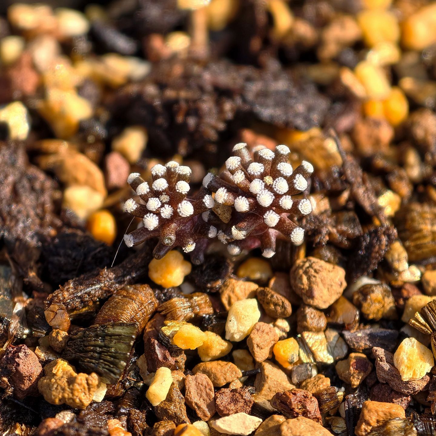 实生松针牡丹双头仙人球乳突多肉植物花卉绿植室内盆栽阳台好养