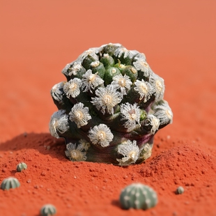 自根粉花黛丝疣仙人球乳突多肉植物花卉绿植室内盆栽阳台四季好养