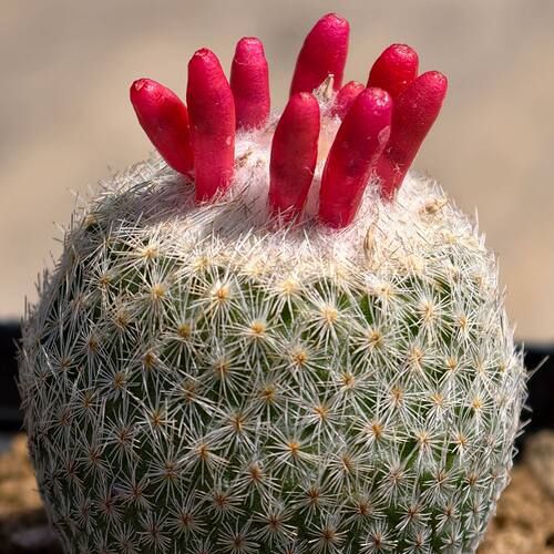 青青花草阳台好养趣味仙人球白刺