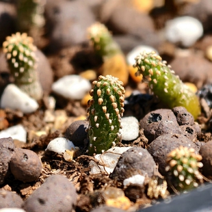 实生薄叶花龙仙人球粉花多肉植物花卉绿植室内盆栽阳台四季好养
