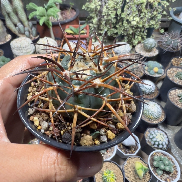 自根狂刺球