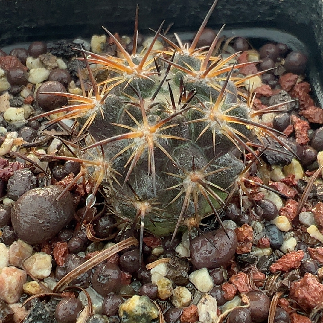 自根龙爪球,鲜花速递/花卉仿真/绿植园艺,多肉植物,淘宝优惠券,粉丝福利购,淘宝优惠卷