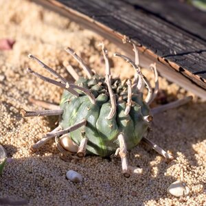自根开花株母法丽达大戟科多肉植物花卉绿植室内盆栽阳台四季好养