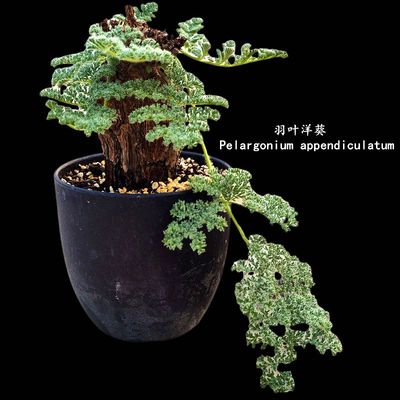 寻仙园阳台好养美观块根盆景洋葵